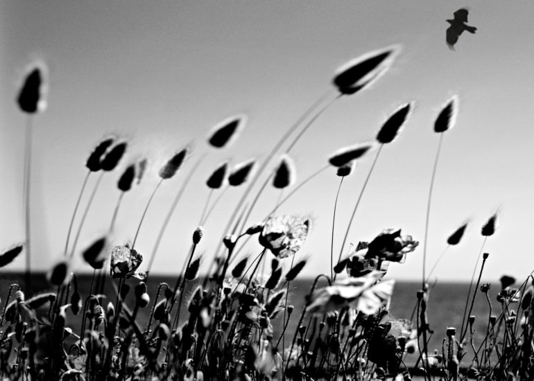 Carnac-eugene-guillevic